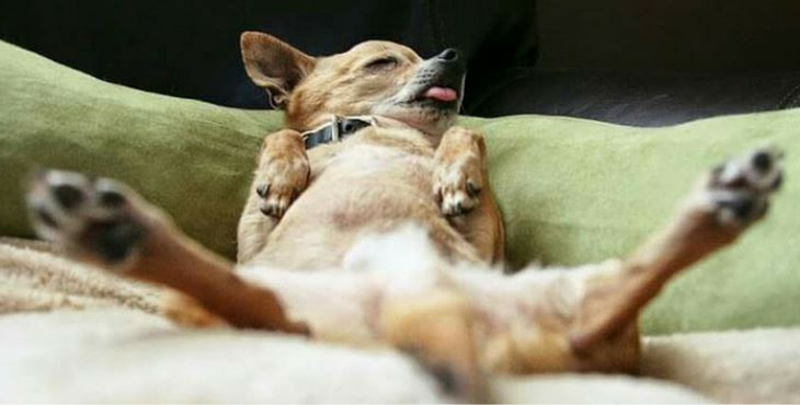 Dogilike.com :: ͹ͧҵŧҧ (ҡ) ¹ҧ