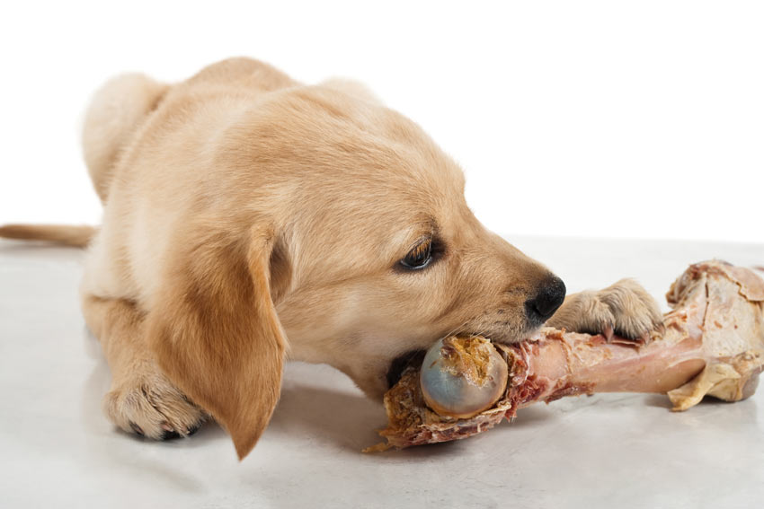 Dogilike.com :: 5 ͧ褹(ҧ)ͺФͼԴ  ǡѺͧ