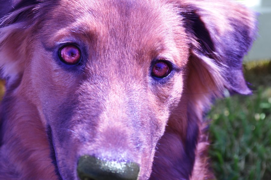 Dogilike.com :: 5 ͧ褹(ҧ)ͺФͼԴ  ǡѺͧ