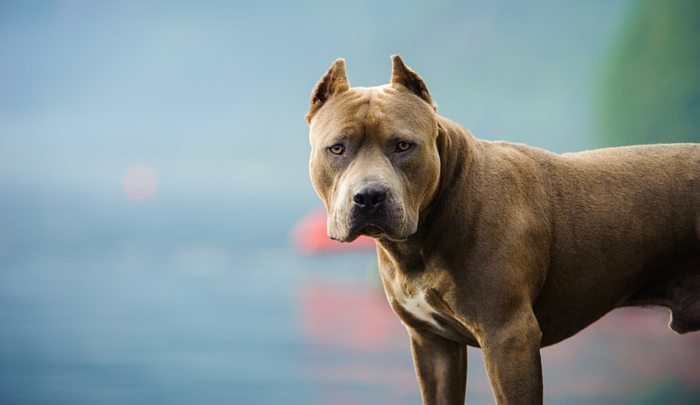 Dogilike.com :: ӤѡѺ 5 ͧҾѹǺ 