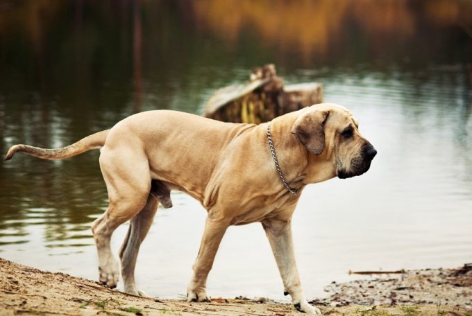 Dogilike.com :: ӤѡѺ 5 ͧҾѹǺ 