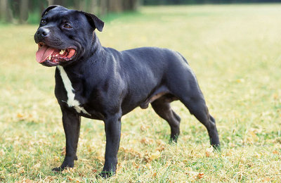 Dogilike.com :: ӤѡѺ 5 ͧҾѹǺ 