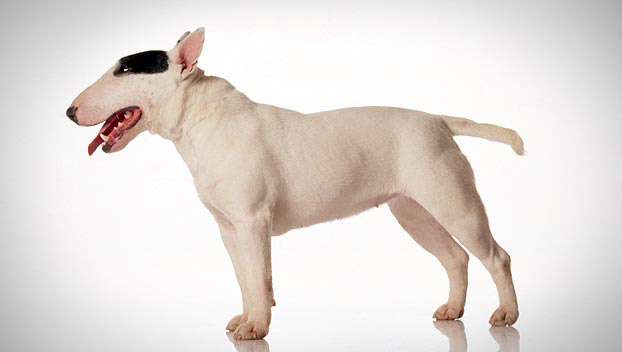 Dogilike.com :: ӤѡѺ 5 ͧҾѹǺ 