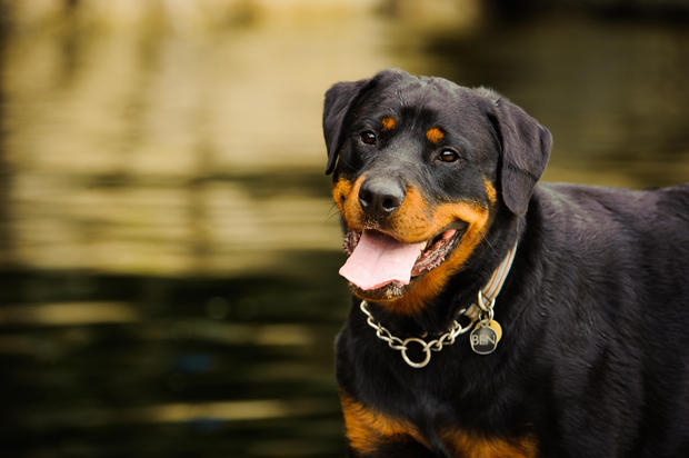 Dogilike.com :: ӤѡѺ 5 ͧҾѹǺ 