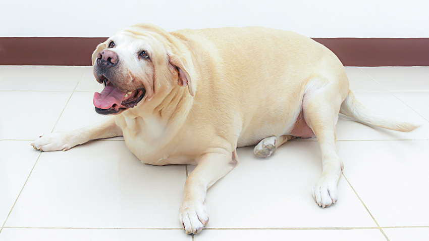 Dogilike.com :: หมาอ้วน...เป็นอะไรได้มากกว่าโรคอ้วน ?