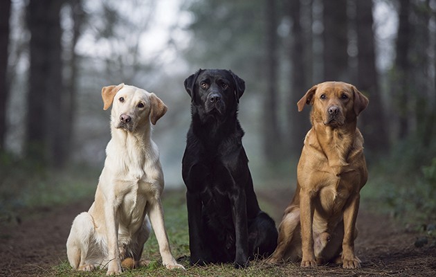 Dogilike.com :: ผลวิจัยชี้...สุนัขขนสีไหนอายุสั้นที่สุด