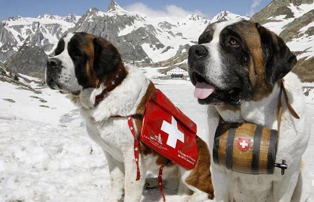 Dogilike.com :: 5 เหตุผลที่ต้องมีน้องหมาในงานกู้ภัย