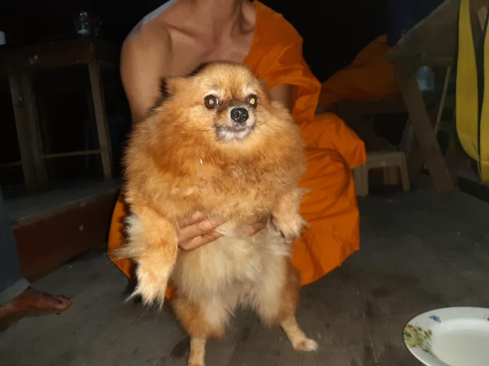 Dogilike.com :: ปอมตัวน้อยผลัดหลงกับเจ้าของ นั่งรออยู่หน้าวัด หวังเจ้าของมารับกลับบ้าน Dogilike.com :: ปอมตัวน้อยผลัดหลงกับเจ้าของ นั่งรออยู่หน้าวัด หวังเจ้าของมารับกลับบ้าน