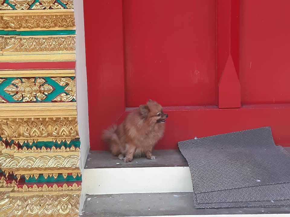 Dogilike.com :: ปอมตัวน้อยผลัดหลงกับเจ้าของ นั่งรออยู่หน้าวัด หวังเจ้าของมารับกลับบ้าน Dogilike.com :: ปอมตัวน้อยผลัดหลงกับเจ้าของ นั่งรออยู่หน้าวัด หวังเจ้าของมารับกลับบ้าน