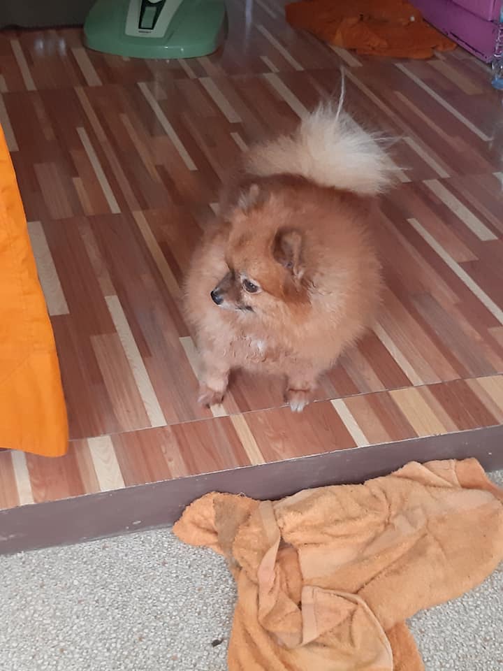 Dogilike.com :: ปอมตัวน้อยผลัดหลงกับเจ้าของ นั่งรออยู่หน้าวัด หวังเจ้าของมารับกลับบ้าน Dogilike.com :: ปอมตัวน้อยผลัดหลงกับเจ้าของ นั่งรออยู่หน้าวัด หวังเจ้าของมารับกลับบ้าน