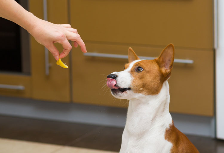 Dogilike.com :: ѴѹѺ 5 觷ͧҪͺǧҡҢͧ