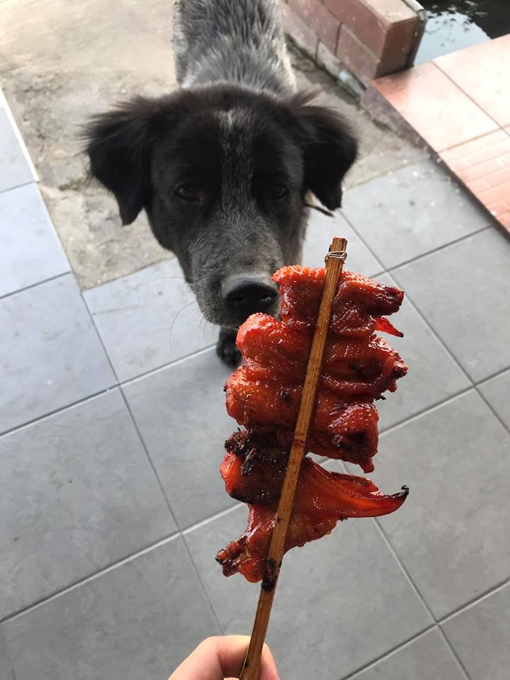 Dogilike.com :: ให้อาหารหมาหน้าเซเว่นนาน 5 เดือน สุดท้ายเป็นหมาเจ้าของเซเว่น Dogilike.com :: ให้อาหารหมาหน้าเซเว่นนาน 5 เดือน สุดท้ายเป็นหมาเจ้าของเซเว่น