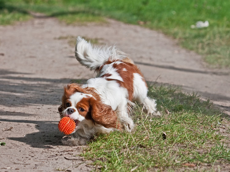 Dogilike.com :: ѴѹѺ 5 觷ͧҪͺǧҡҢͧ