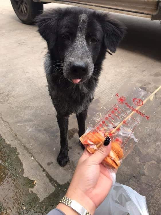 Dogilike.com :: ˹蹹ҹ 5 ͹ شҢͧ