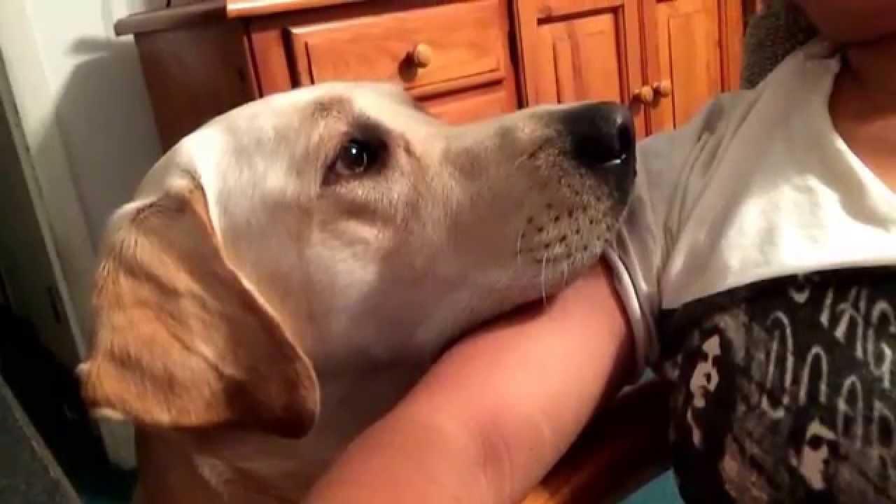 Dogilike.com :: ѴѹѺ 5 觷ͧҪͺǧҡҢͧ