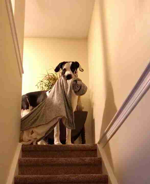 Dogilike.com :: ѴѹѺ 5 觷ͧҪͺǧҡҢͧ