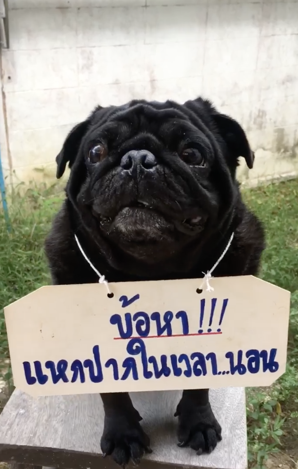 Dogilike.com :: ɹͧشѡ ˡҡҹ͹