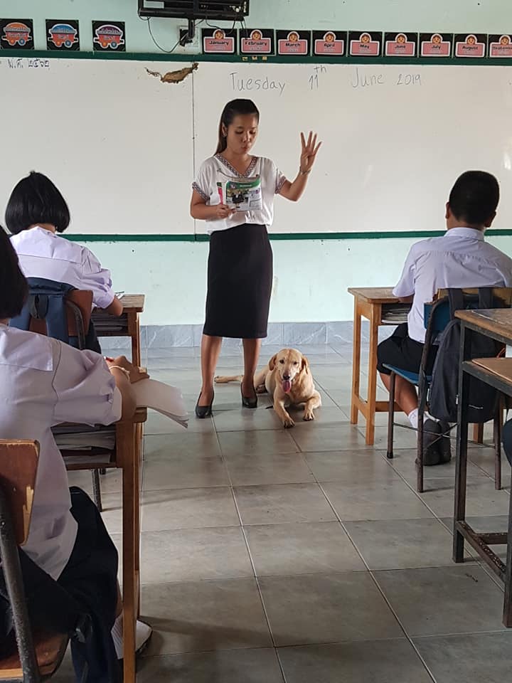 Dogilike.com :: ٺѡ¹ ç¹¢Ҵ