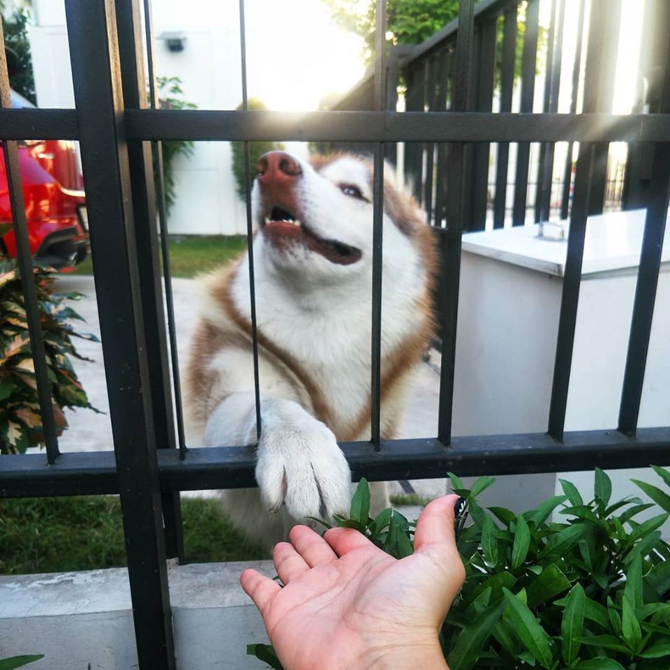Dogilike.com :: 䫺¹ µҾԪԵ㨪ǹǢҧҹ蹴