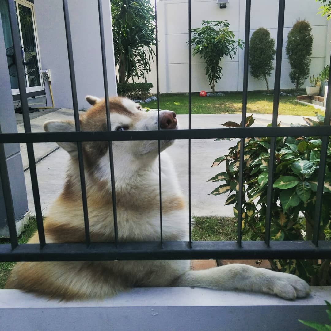 Dogilike.com :: 䫺¹ µҾԪԵ㨪ǹǢҧҹ蹴
