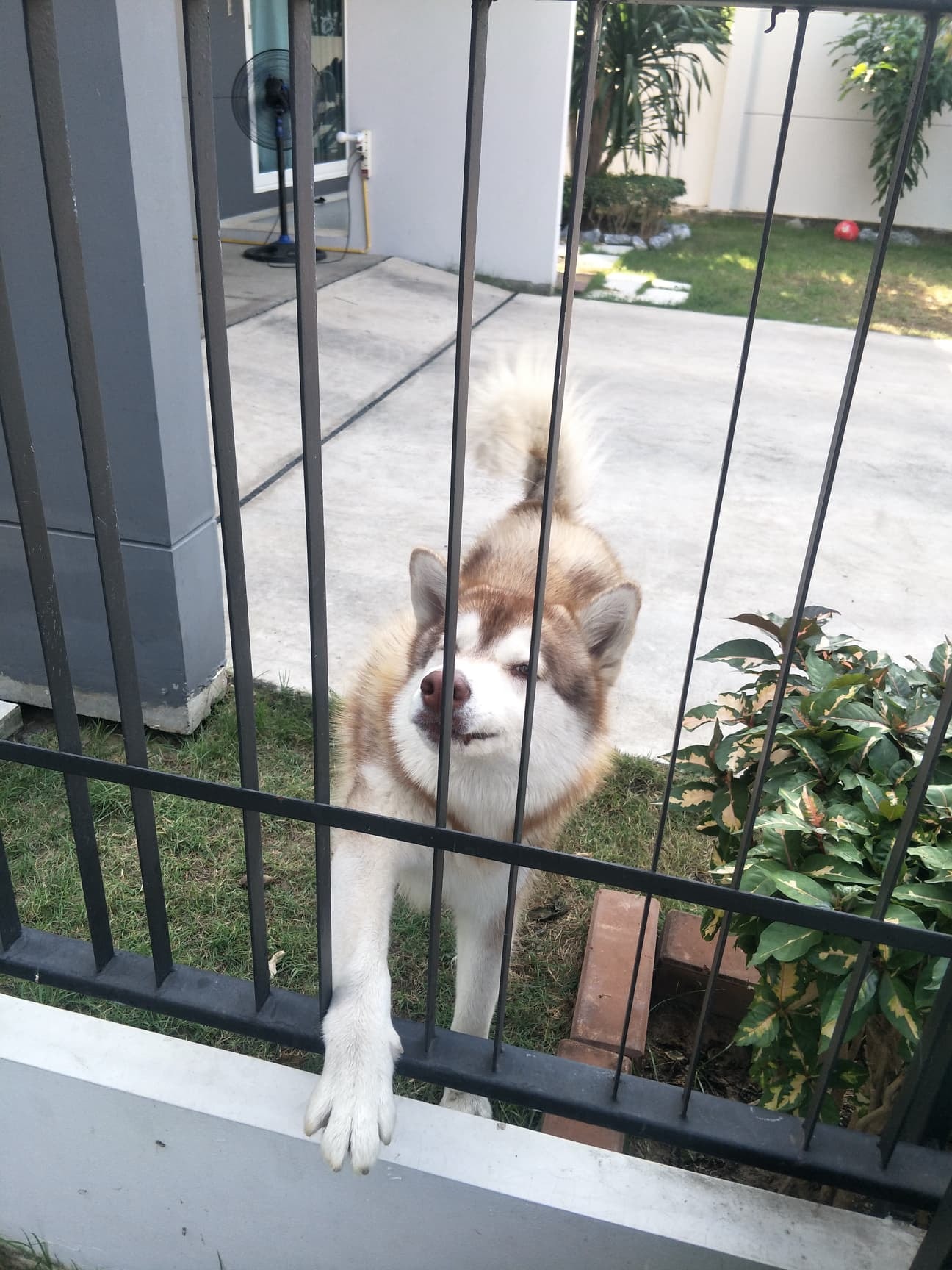 Dogilike.com :: 䫺¹ µҾԪԵ㨪ǹǢҧҹ蹴