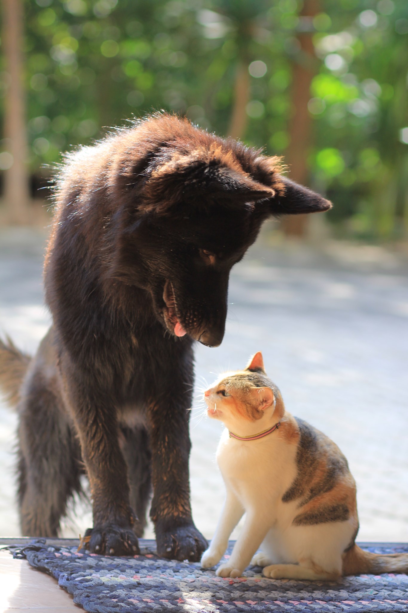Dogilike.com :: ⷹҡѺѴ ҨѴʵҹͧҷ