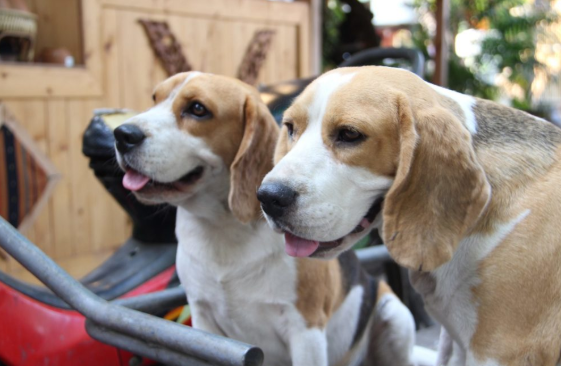 Dogilike.com :: 繴! ʹͺöǧҧᨡʴѡͧ 