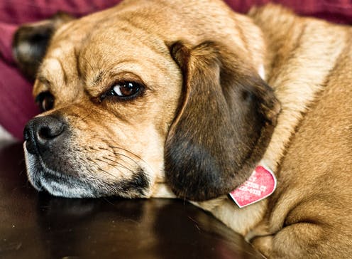 Dogilike.com :: Դ ... ҢͧẺ˹ͧ ´