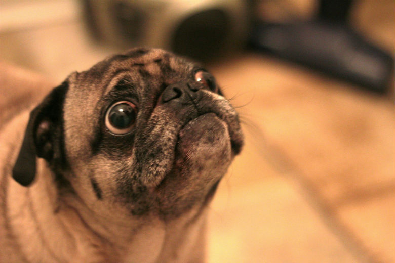 Dogilike.com :: Դ ... ҢͧẺ˹ͧ ´