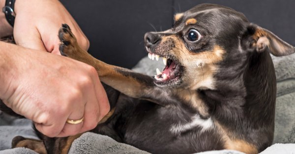 Dogilike.com :: Դ ... ҢͧẺ˹ͧ ´