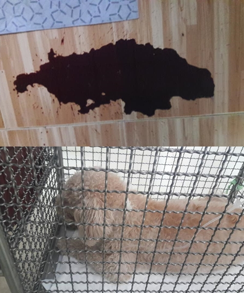 Dogilike.com :: ͹! д١˹ѧشѹ ӹͧ ǡ-ʹ ҡ!!
