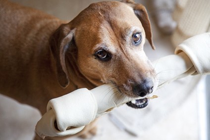 Dogilike.com :: ͹! д١˹ѧشѹ ӹͧ ǡ-ʹ ҡ!!