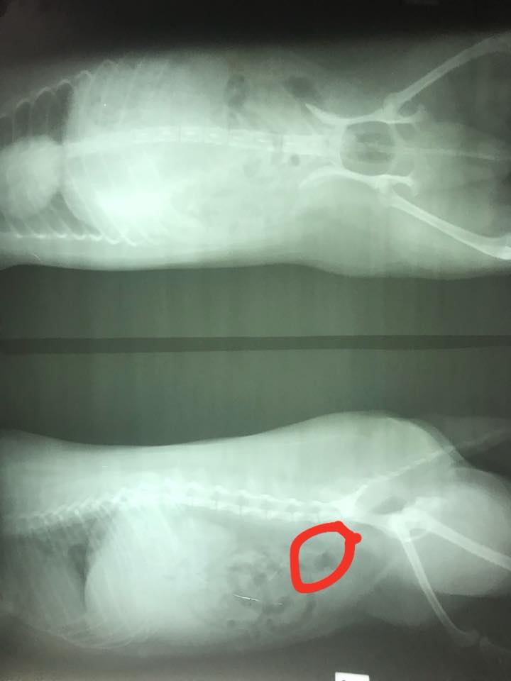 Dogilike.com :: ʺóشѹ! ˹ѧѴ  ӹͧشѹ ͺ!!