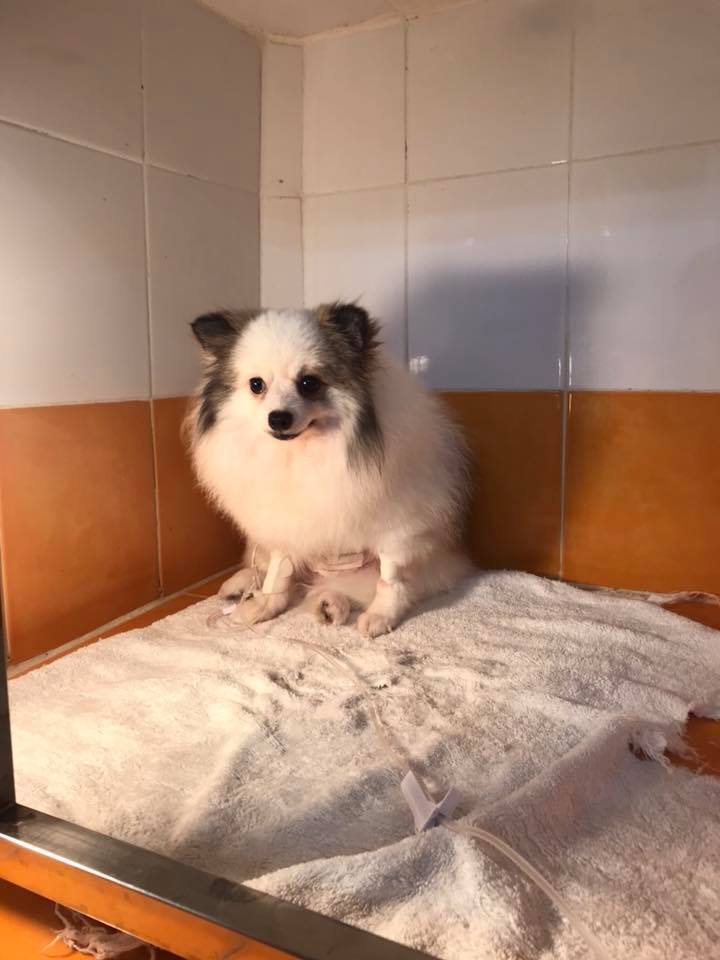 Dogilike.com :: ʺóشѹ! ˹ѧѴ  ӹͧشѹ ͺ!!