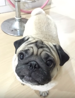 Dogilike.com :: ͹Ƿ The Rapper ... ˹羨ҡ觤ѡ֧ҷҡ