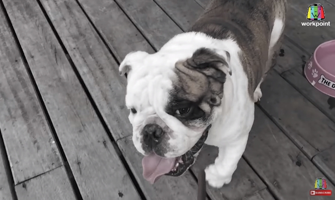 Dogilike.com :: ͹Ƿ The Rapper ... ˹羨ҡ觤ѡ֧ҷҡ