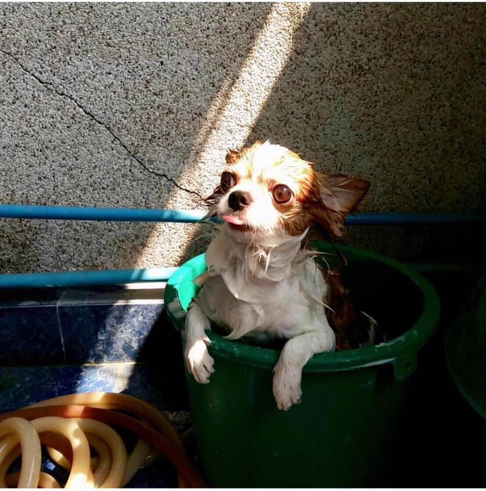 Dogilike.com :: Ҿش ... ͹ͧⴹѺҺ