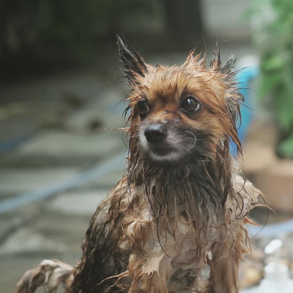 Dogilike.com :: Ҿش ... ͹ͧⴹѺҺ