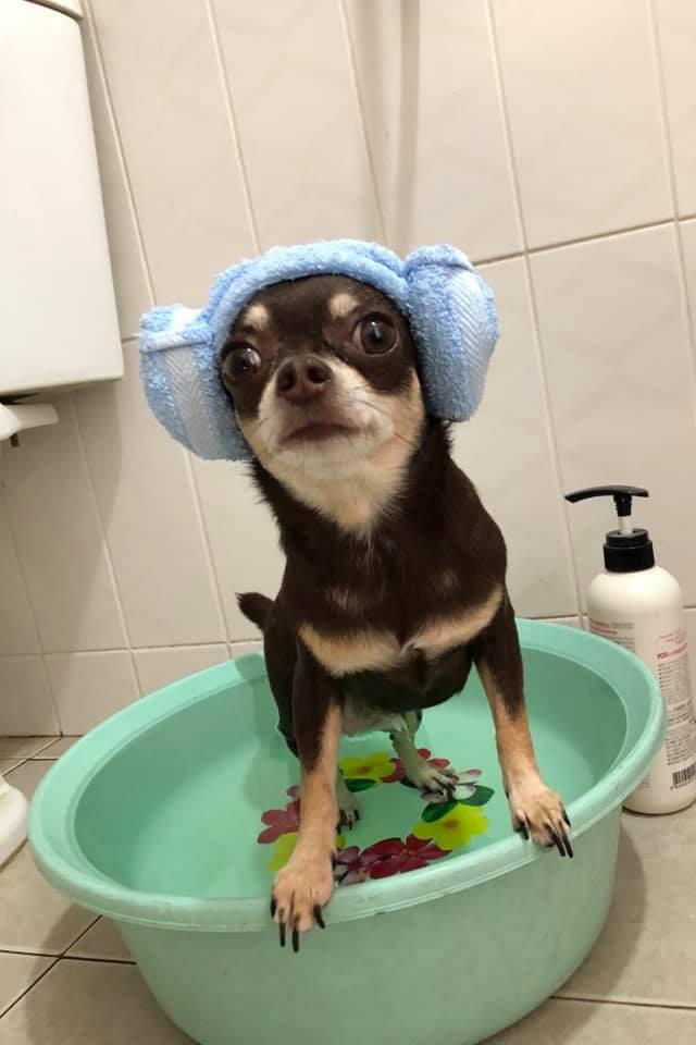Dogilike.com :: Ҿش ... ͹ͧⴹѺҺ