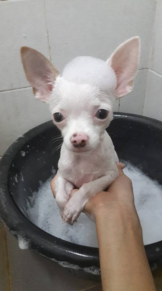 Dogilike.com :: Ҿش ... ͹ͧⴹѺҺ
