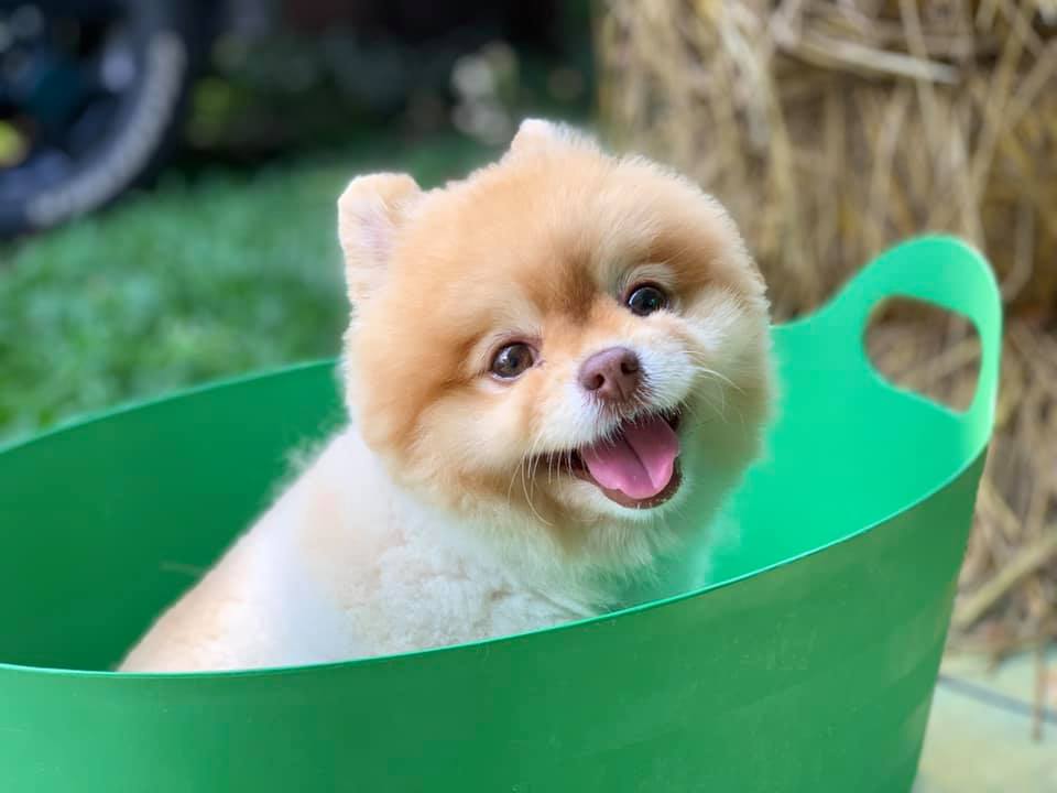 Dogilike.com :: Ҿش ... ͹ͧⴹѺҺ