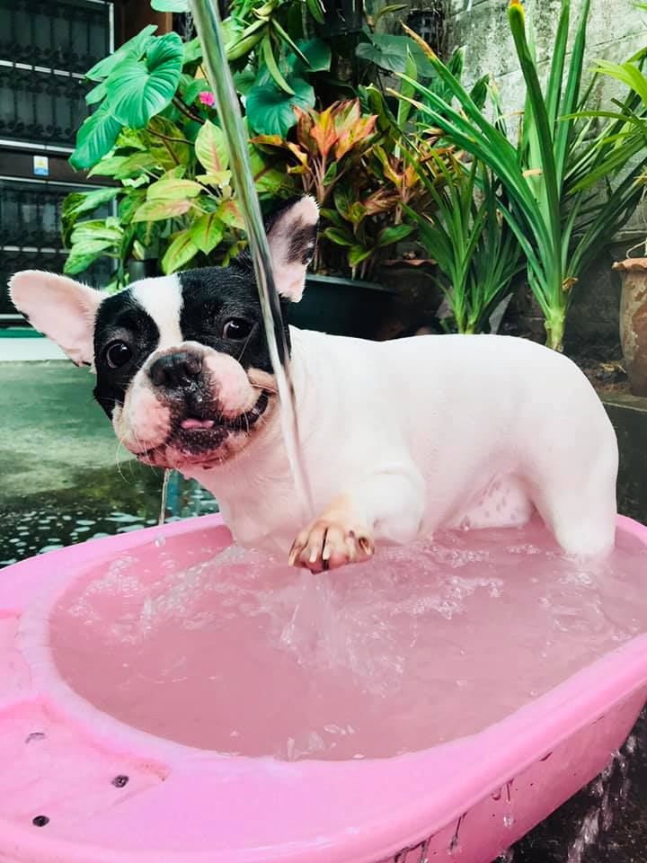 Dogilike.com :: Ҿش ... ͹ͧⴹѺҺ