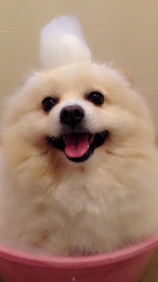Dogilike.com :: Ҿش ... ͹ͧⴹѺҺ