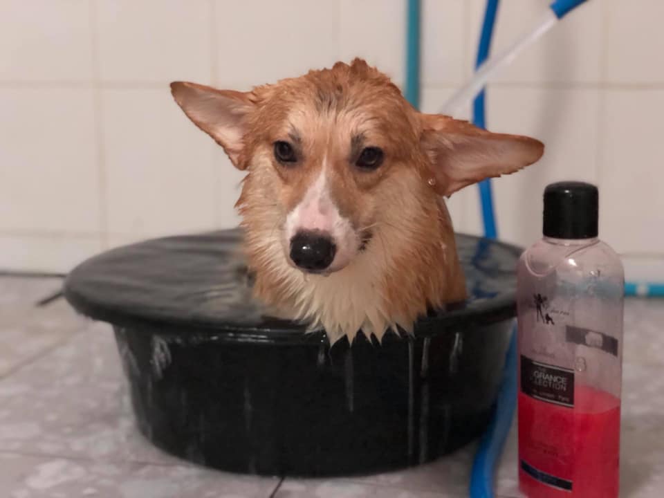 Dogilike.com :: Ҿش ... ͹ͧⴹѺҺ