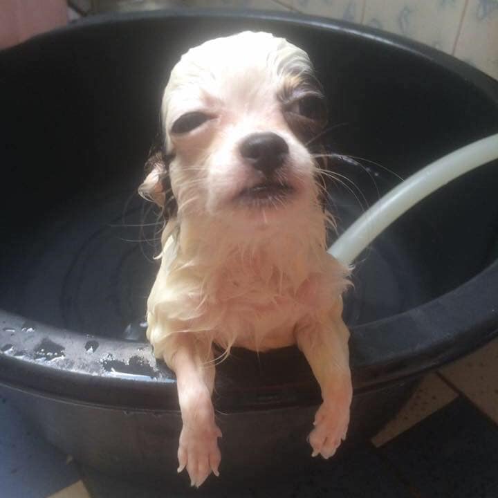 Dogilike.com :: Ҿش ... ͹ͧⴹѺҺ
