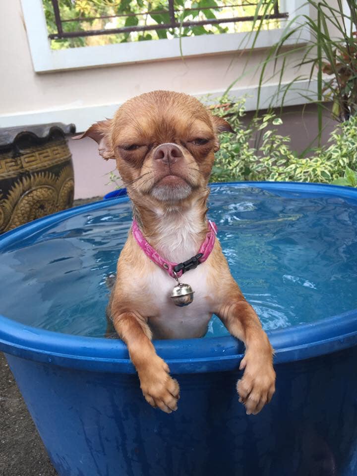 Dogilike.com :: Ҿش ... ͹ͧⴹѺҺ