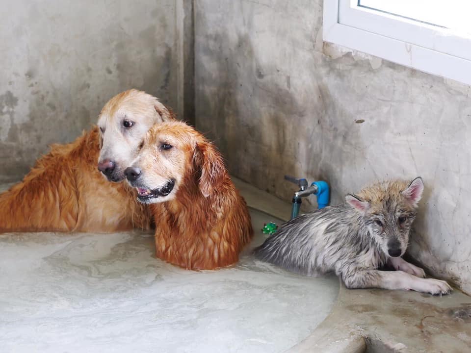 Dogilike.com :: Ҿش ... ͹ͧⴹѺҺ
