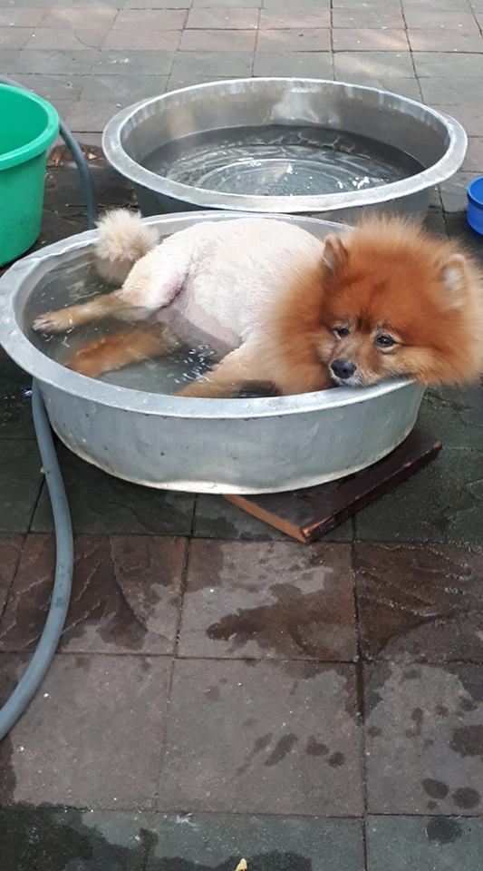 Dogilike.com :: Ҿش ... ͹ͧⴹѺҺ