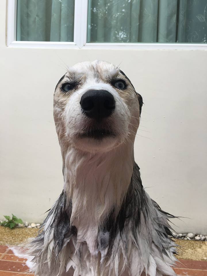 Dogilike.com :: Ҿش ... ͹ͧⴹѺҺ