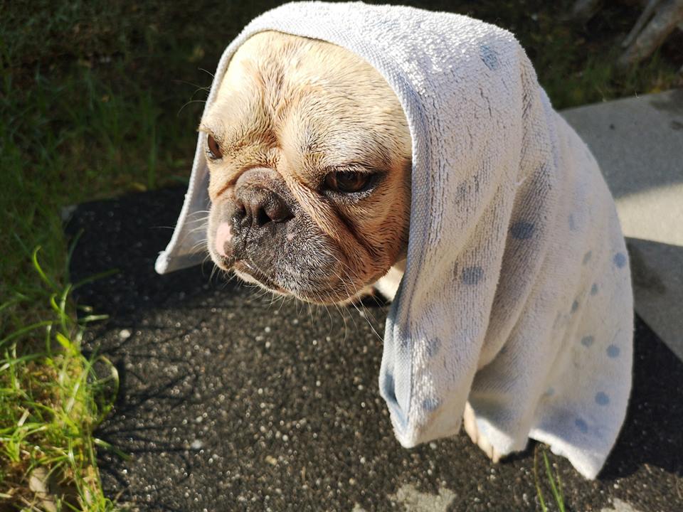 Dogilike.com :: Ҿش ... ͹ͧⴹѺҺ